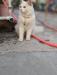 Pure Persian White Cat